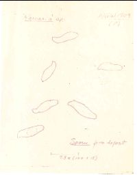 Lentaria patouillardii image