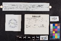 Lentaria patouillardii image