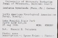 Lentaria byssiseda image