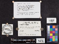 Lentinellus ursinus image