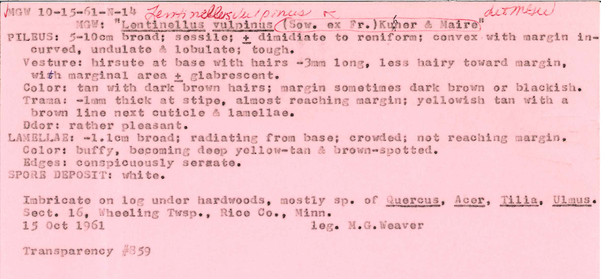 Lentinellus vulpinus image