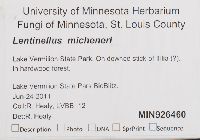 Lentinellus micheneri image