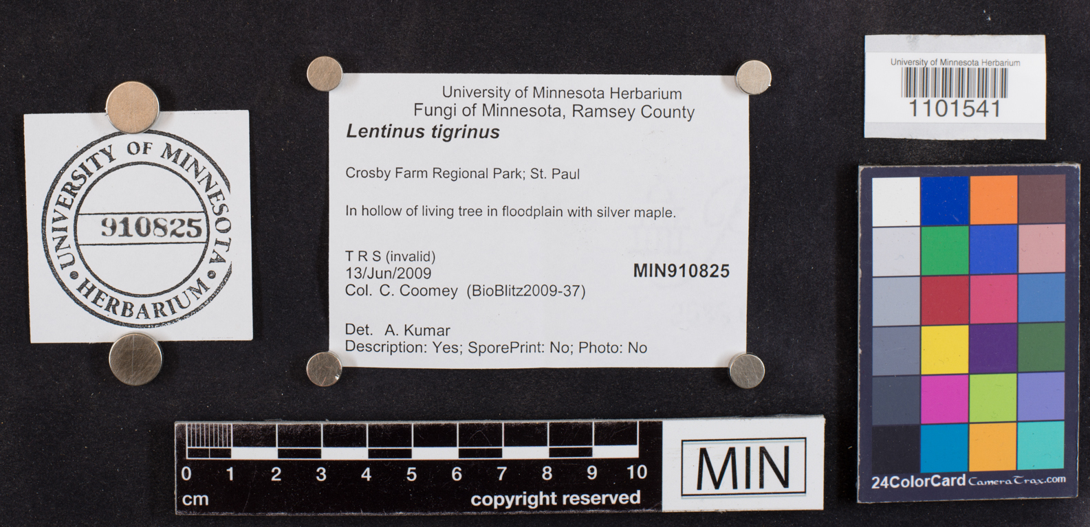 Lentinus tigrinus image