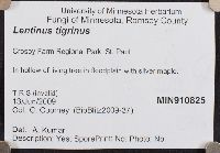 Lentinus tigrinus image