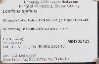 Lentinus tigrinus image