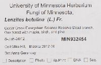 Lenzites betulina image