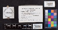 Lenzites betulina image