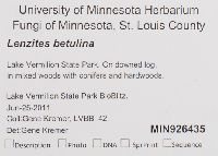 Lenzites betulina image