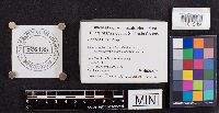 Lenzites betulina image