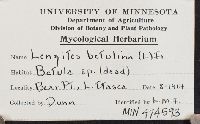 Lenzites betulina image