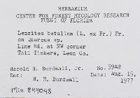 Lenzites betulina image