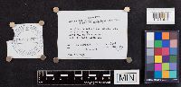 Lenzites betulina image