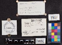 thumbnail image of current specimen