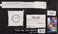 Lenzites betulina image