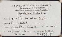 Lenzites betulina image