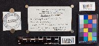 Lenzites betulina image