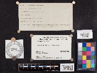 Gloeophyllum sepiarium image