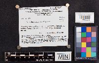 Lenzites elegans image