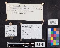 Lenzites betulina image