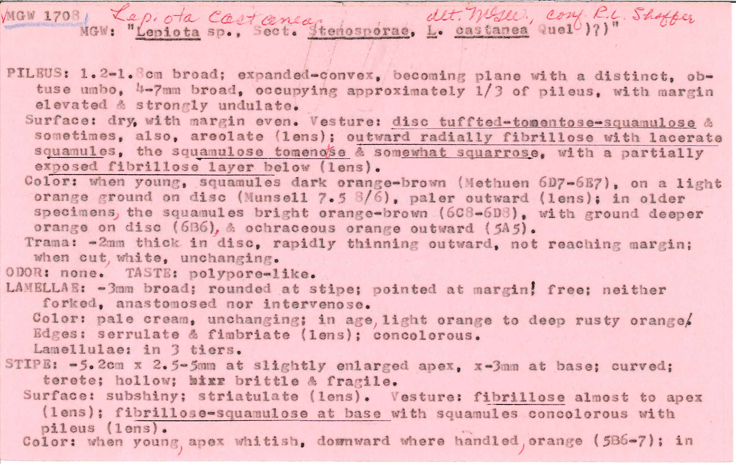 Lepiota castanea image