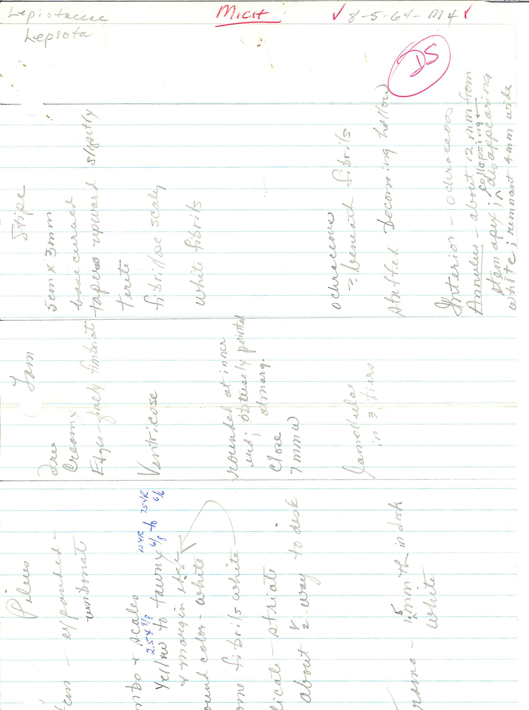 Lepiota acicularis image