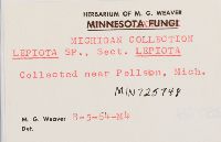 Lepiota acicularis image