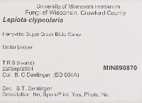 Lepiota clypeolaria image
