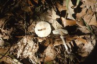 Lepiota cristata image