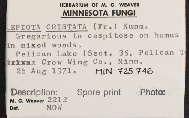 Lepiota cristata image