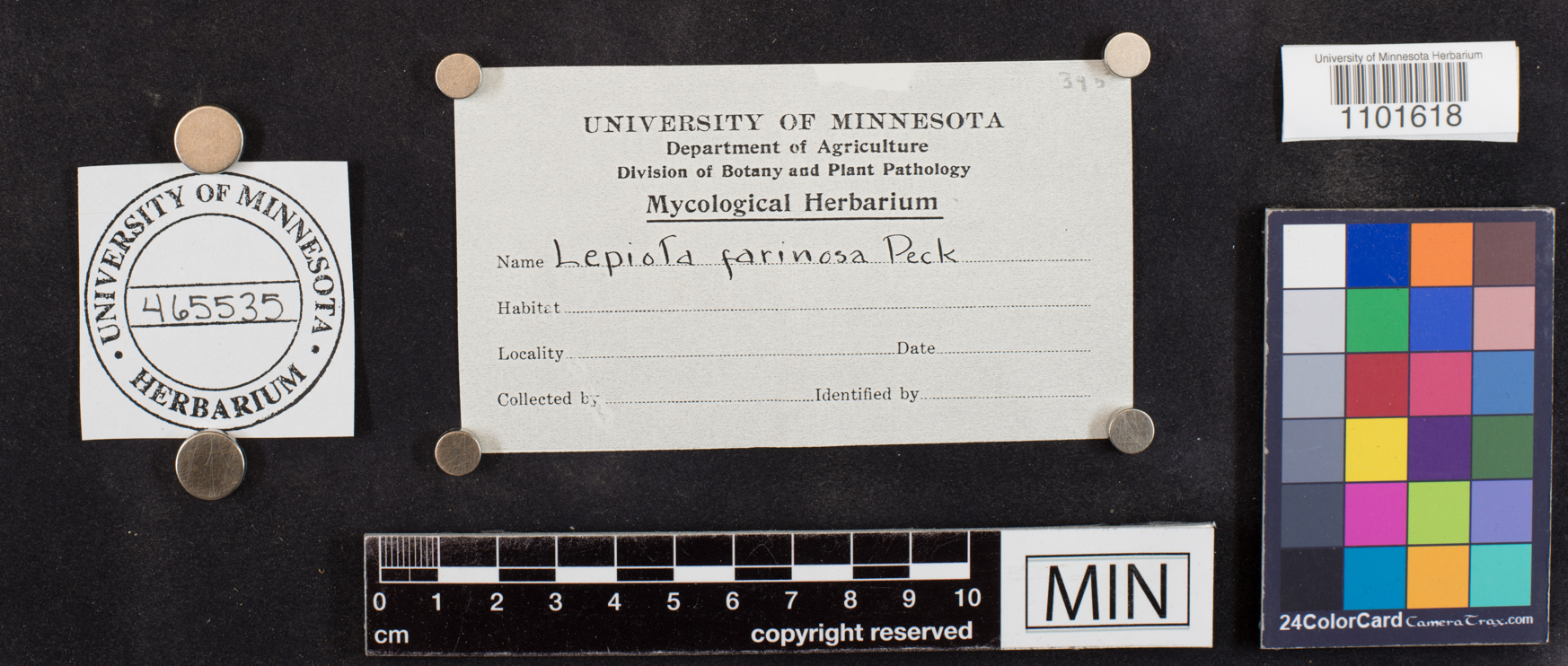 Lepiota farinosa image