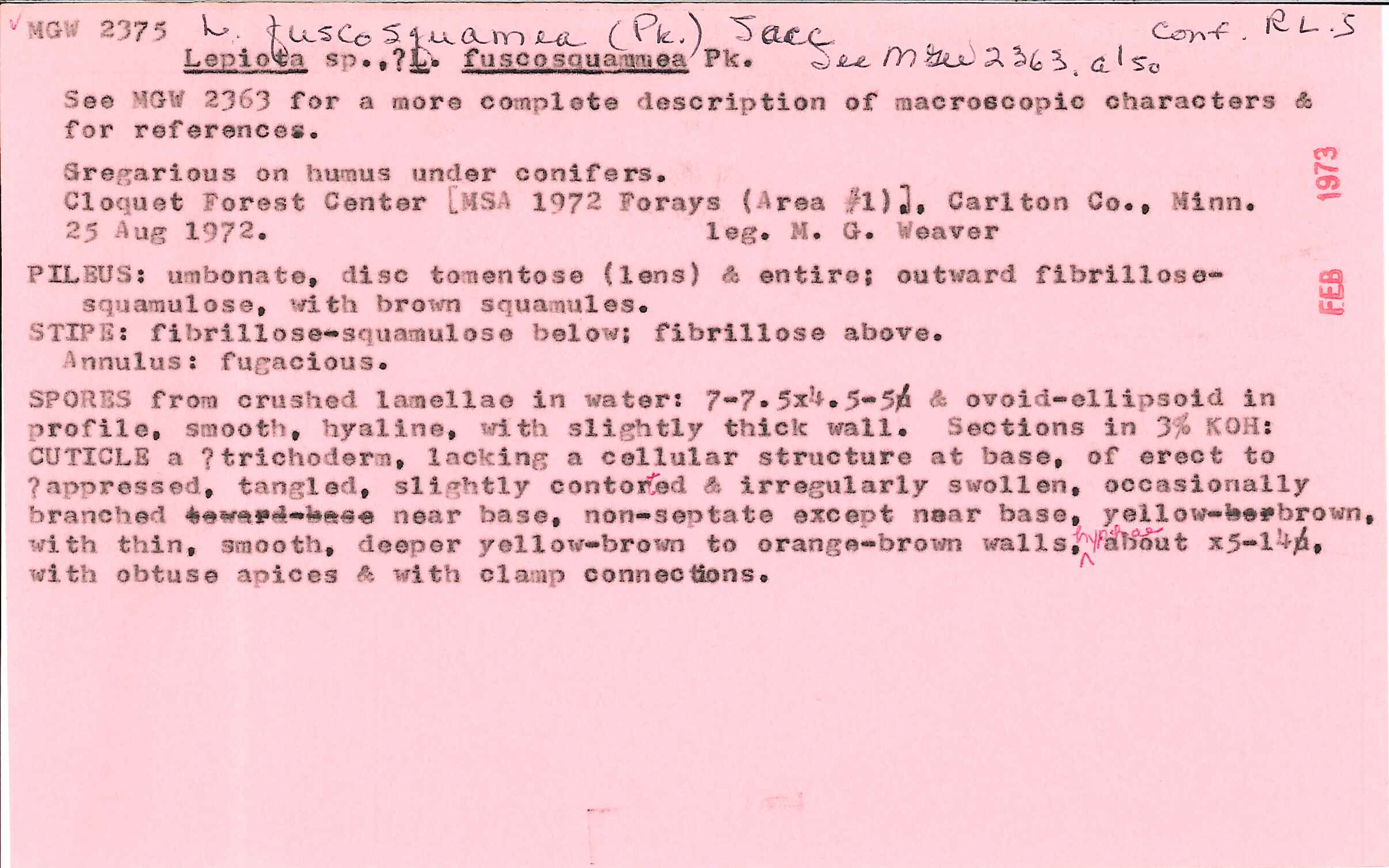 Lepiota fuscosquamea image