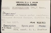 Lepiota fuscosquamea image