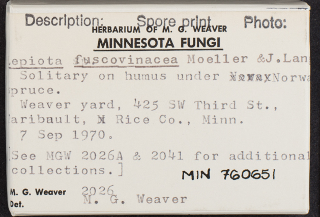 Lepiota fuscovinacea image