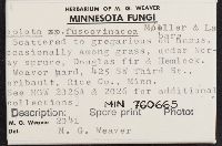 Lepiota fuscovinacea image