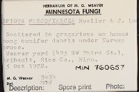 Lepiota fuscovinacea image