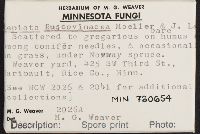 Lepiota fuscovinacea image