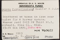 Lepiota fuscovinacea image