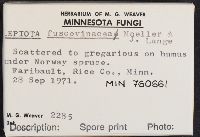 Lepiota fuscovinacea image