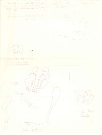 Lepiota lilacea image