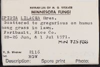 Lepiota lilacea image