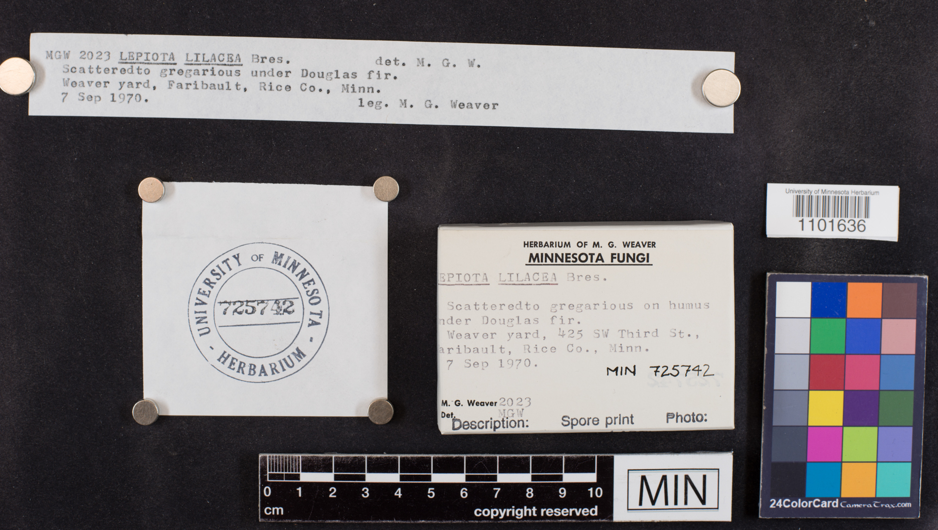 Lepiota lilacea image