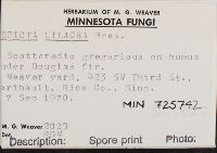 Lepiota lilacea image