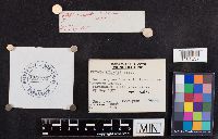 Lepiota lilacea image