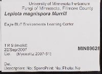 Lepiota magnispora image