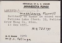 Lepiota magnispora image