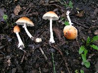 Lepiota rubrotincta image