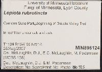 Lepiota rubrotincta image