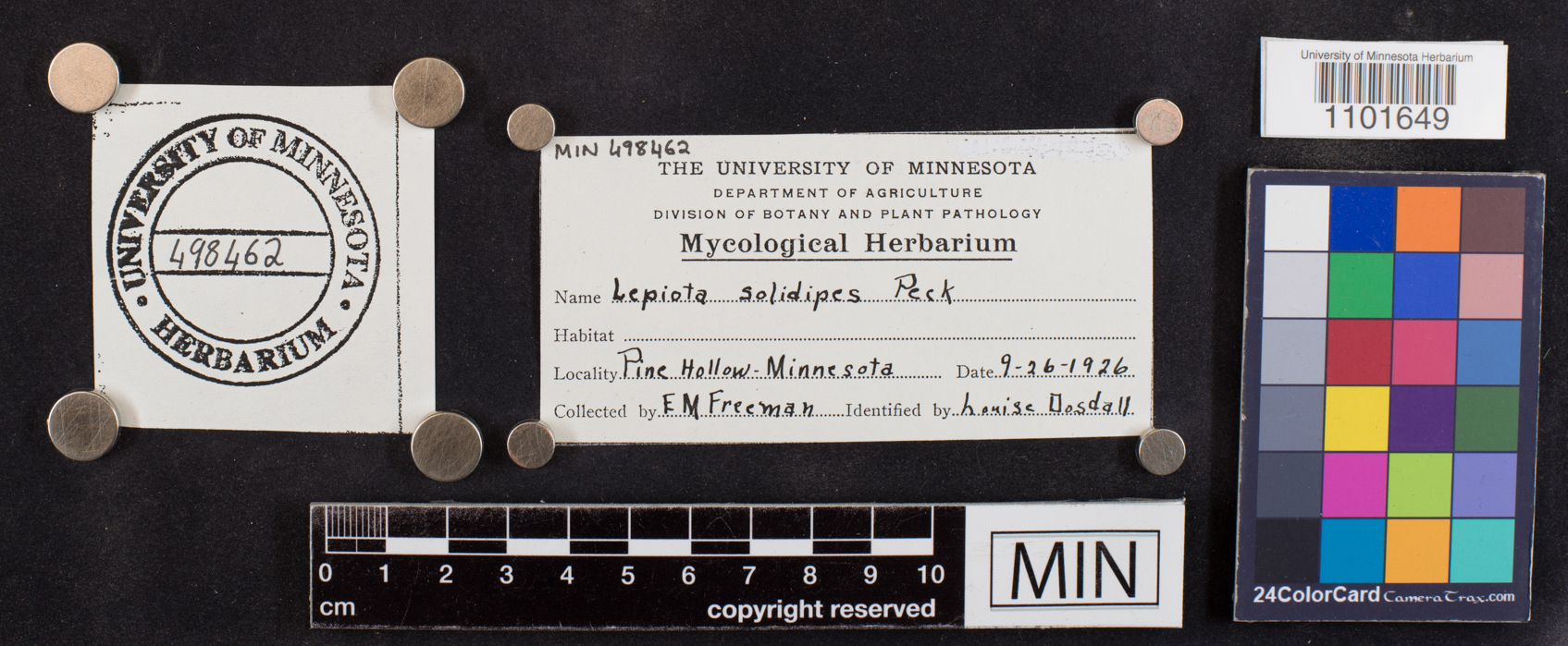 Lepiota solidipes image