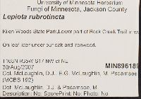 Lepiota rubrotincta image