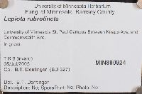 Lepiota rubrotincta image